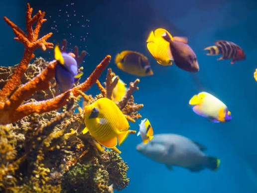 PECES
