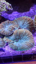 Coral Hongo