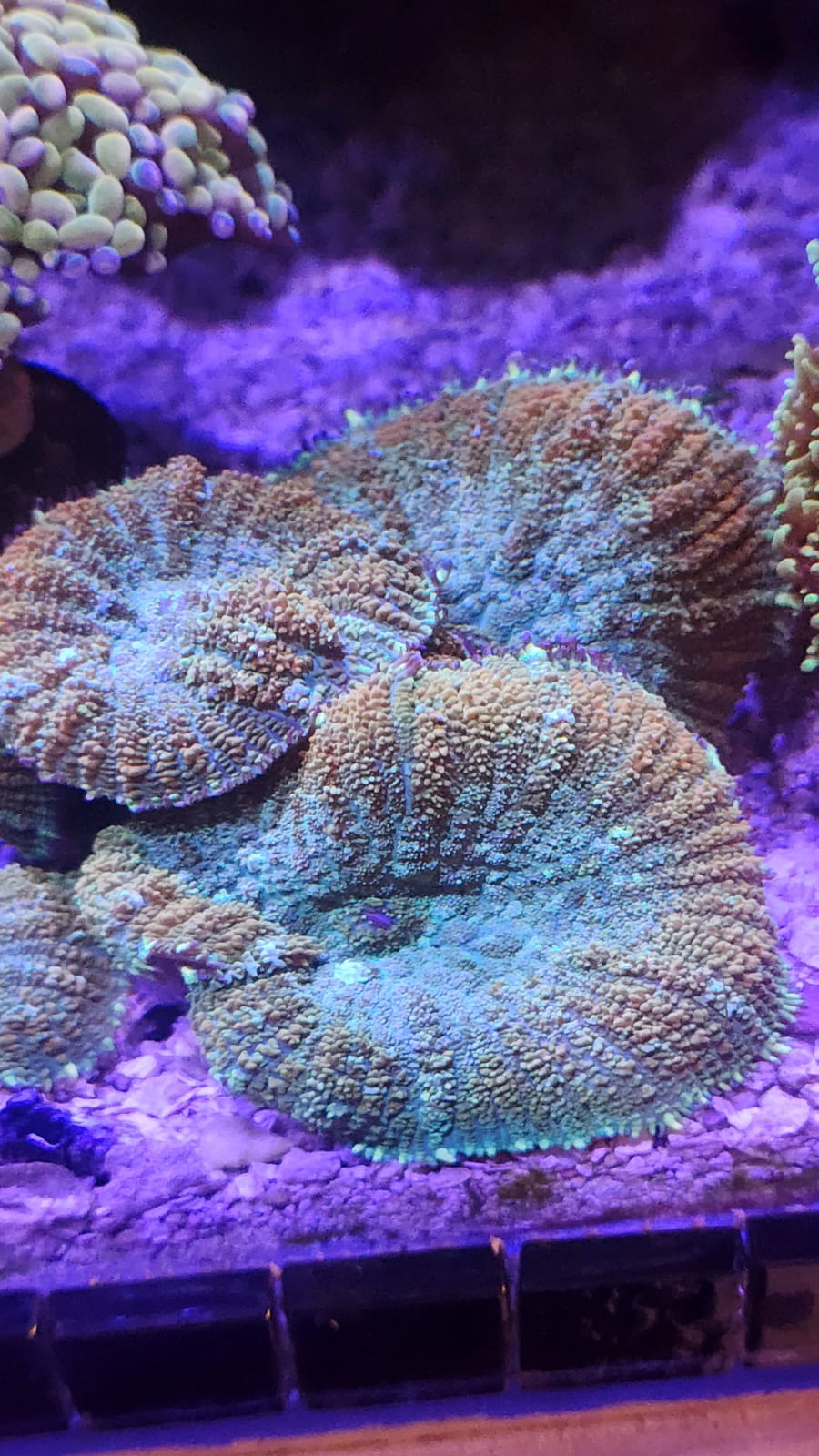 Coral Hongo