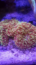 Rhodactis Mushroom