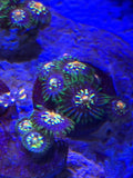 Zoa