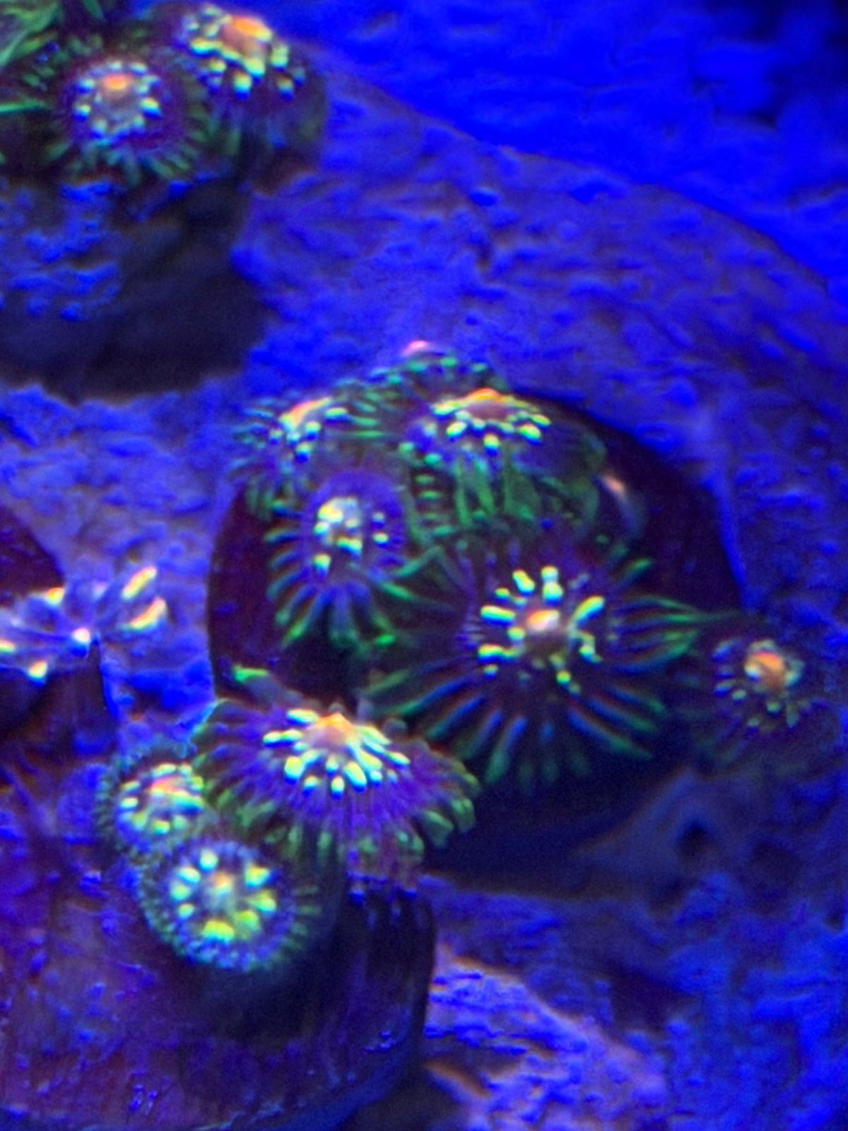 Zoa