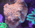 Coral Hongo Rhodactis