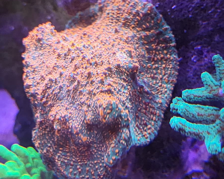 Coral Hongo Rhodactis