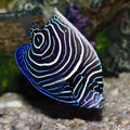 Emperador Angel / Pomacanthus Imperator