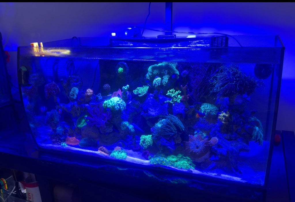 PECERA / FLUVAL FELX 32.5 gl  ( USADO)