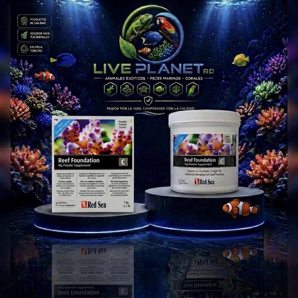 Foundation C - Red Sea Reef