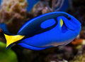 Pez Cirujano Azul Regal (Paracanthurus hepatus) – / Dory/ Blue Rigal Hipp Tang