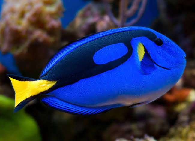 Pez Cirujano Azul Regal (Paracanthurus hepatus) – / Dory/ Blue Rigal Hipp Tang