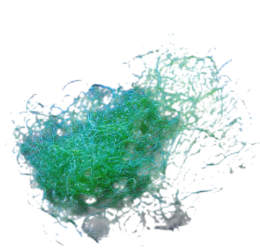 Chaetomorpha
