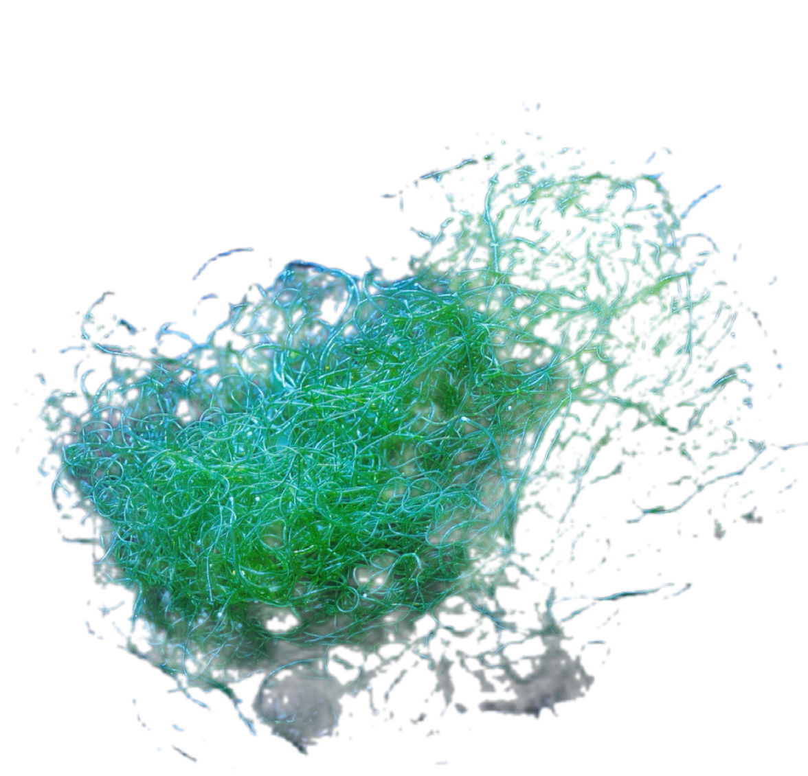 Chaetomorpha