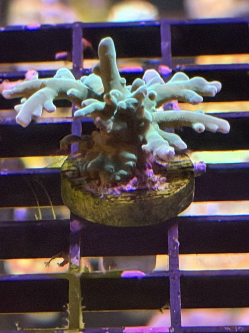 Acropora