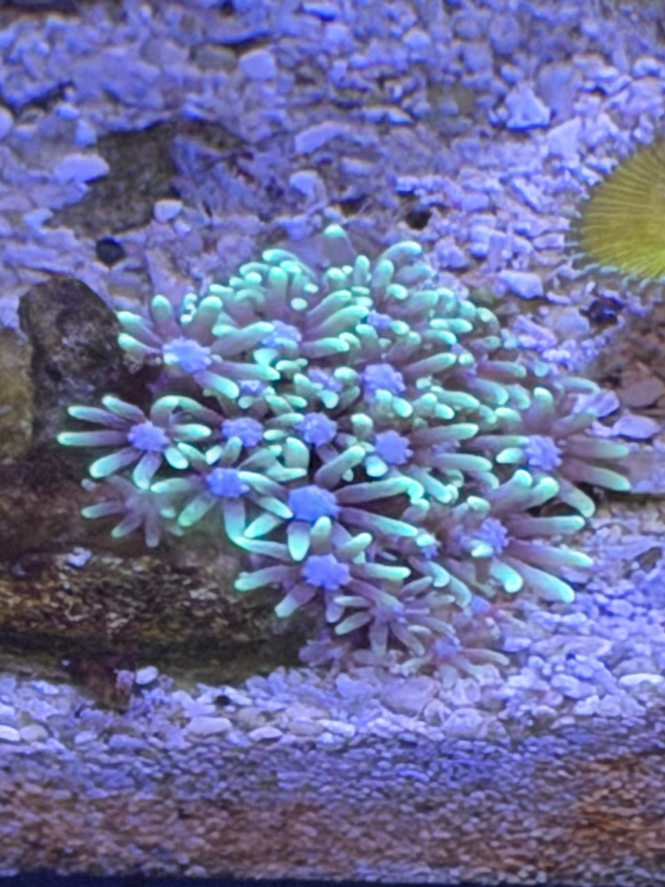 Coral Polipo Estrella Verde