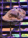 Montipora