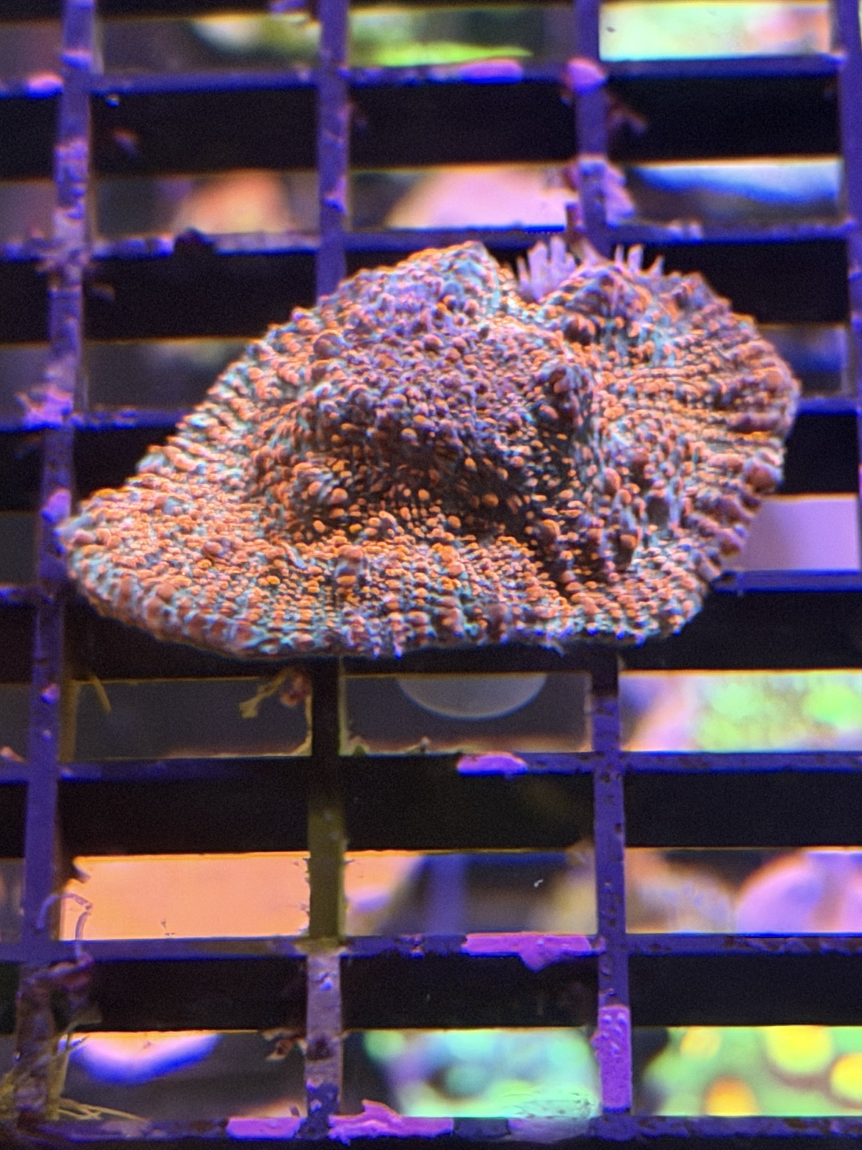 Montipora