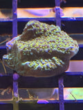 Montiporas