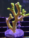 Acropora