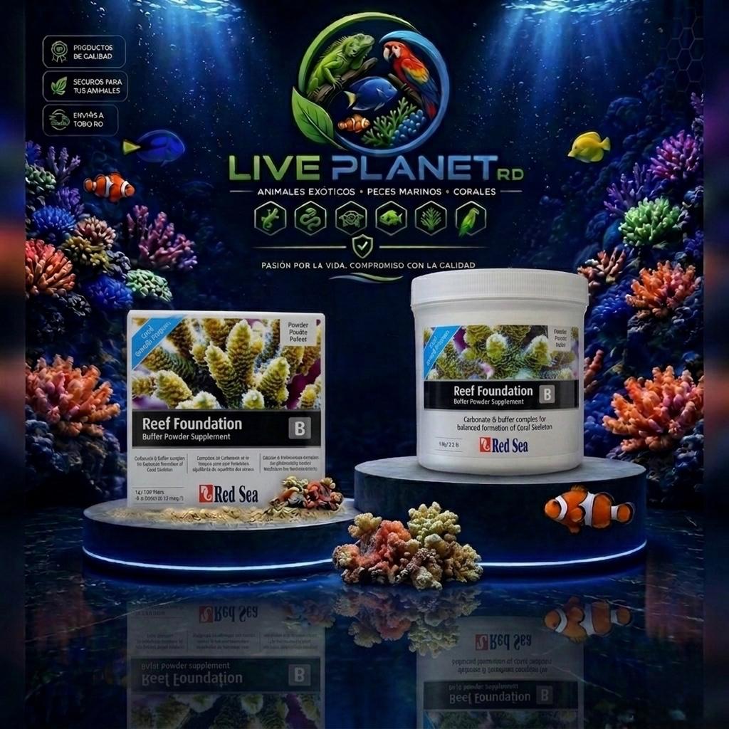 Foundation B - Red Sea Reef