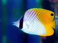 Auriga Butterfly / Chaetodon Auriga