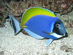 Pez Cirujano Azul de Polvo (Acanthurus leucosternon) / Powder Blue