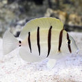 Pez Cirujano Convicto (Acanthurus triostegus)