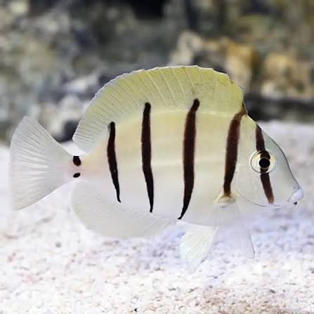 Pez Cirujano Convicto (Acanthurus triostegus)