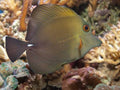 Pez Cirujano Escopa (Zebrasoma scopas) / Escopa Tang