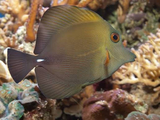 Pez Cirujano Escopa (Zebrasoma scopas) / Escopa Tang