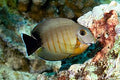 Pez Cirujano Mímico Eibli (Acanthurus tristis)/ Eibel Mimic Tang