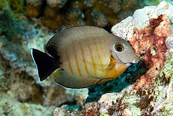 Pez Cirujano Mímico Eibli (Acanthurus tristis)/ Eibel Mimic Tang