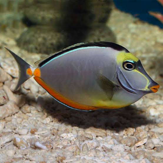 Pez Cirujano Naso (Naso lituratus)