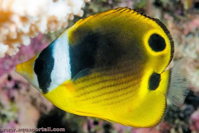Raccoon Butterfly / Chaetodon Lunula