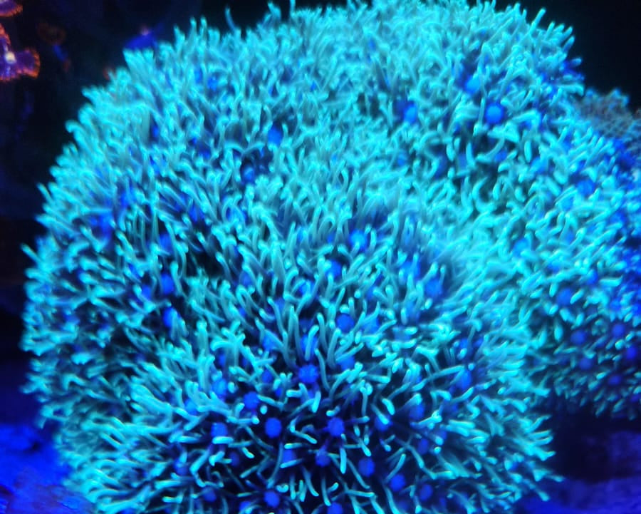 Coral Polipo Estrella Verde