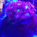 Blastomussa