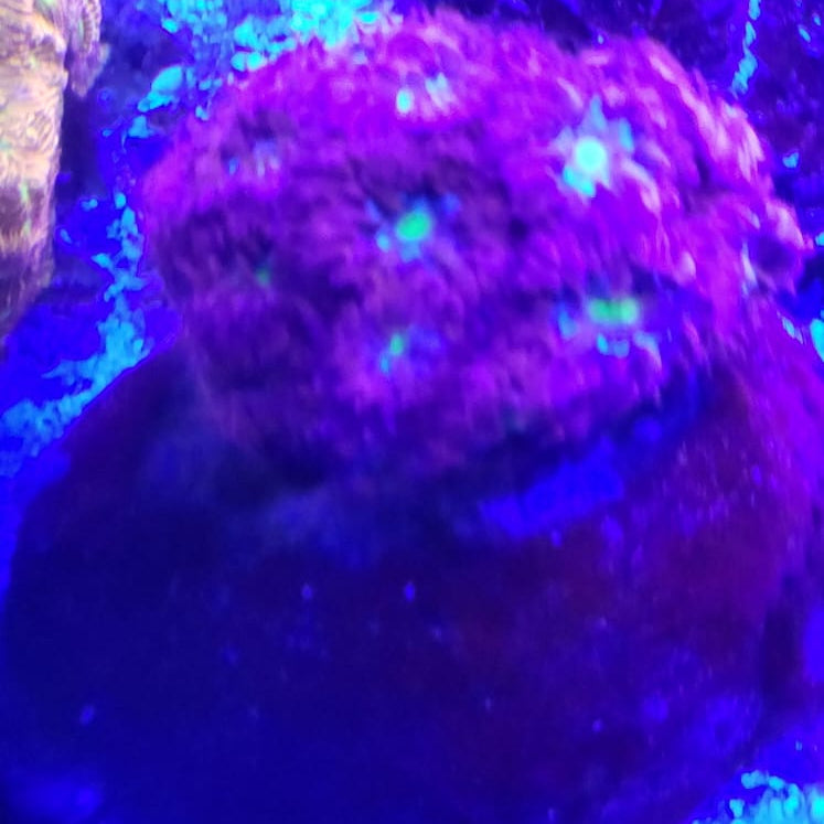 Blastomussa