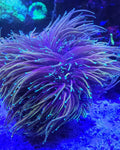 Coral Antorcha Indo Gold