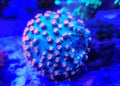Goniastrea o Coral Cerebro
