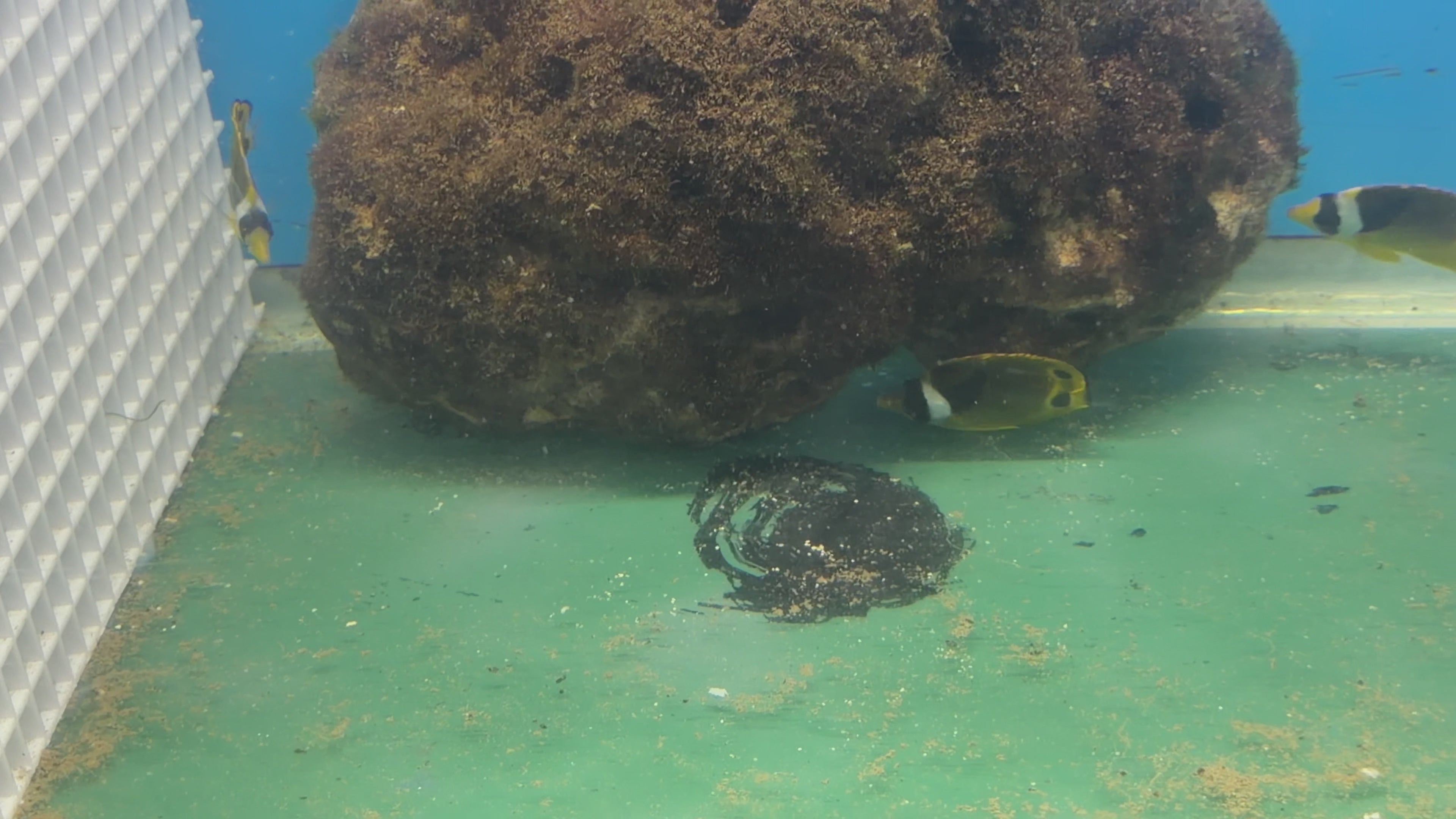 Raccoon Butterfly / Chaetodon Lunula