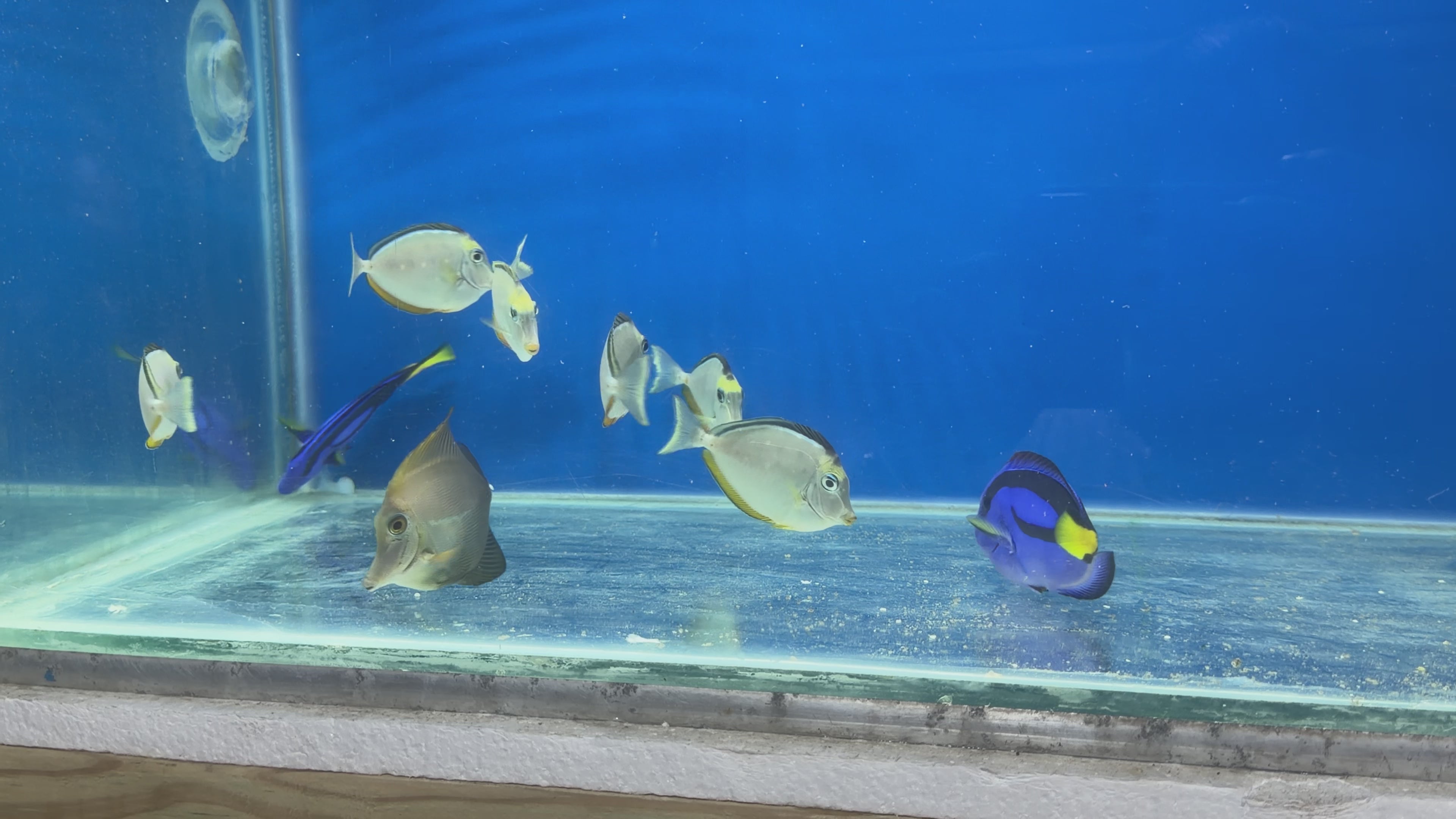 Pez Cirujano Azul Regal (Paracanthurus hepatus) – / Dory/ Blue Rigal Hipp Tang