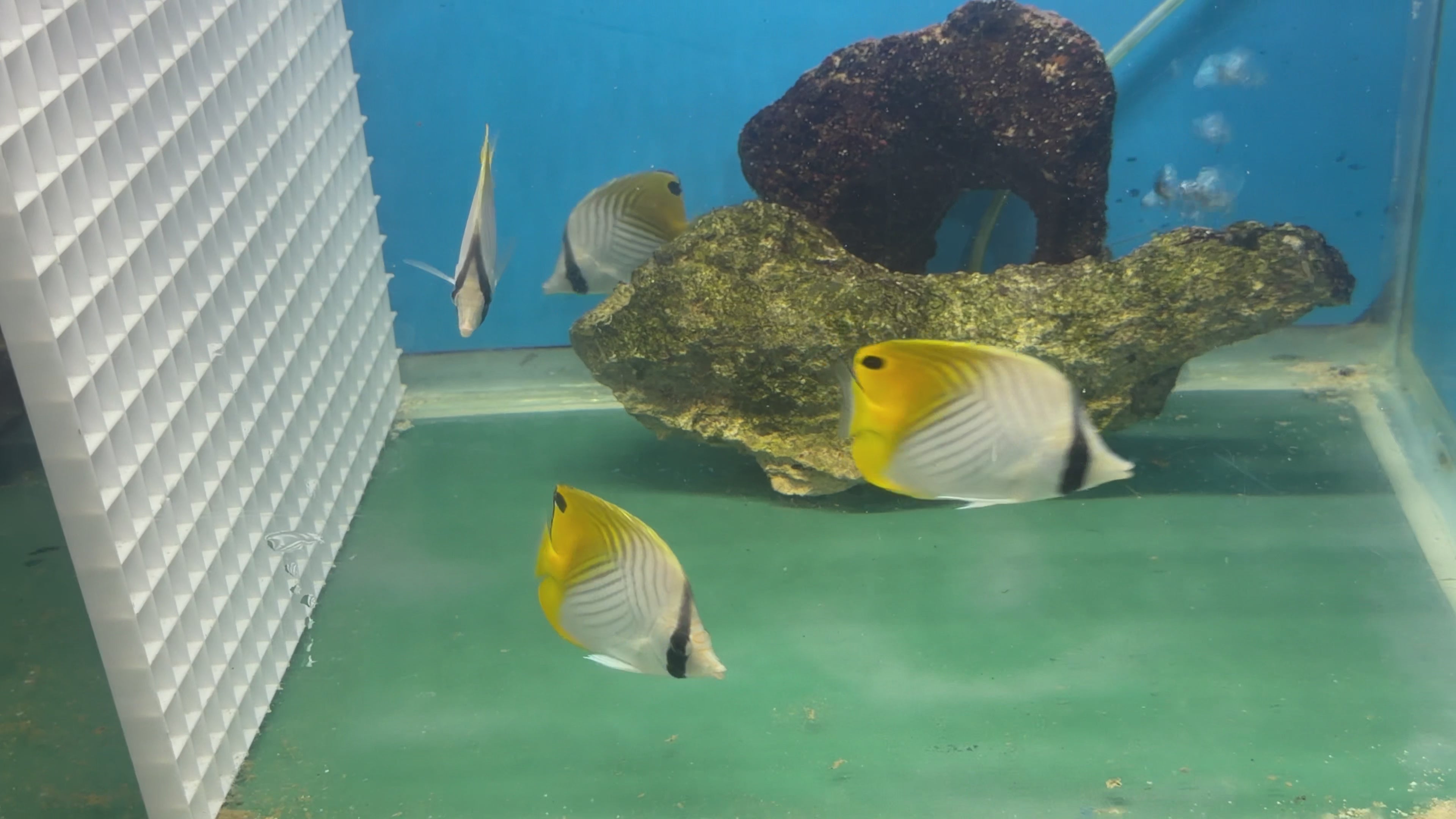 Auriga Butterfly / Chaetodon Auriga