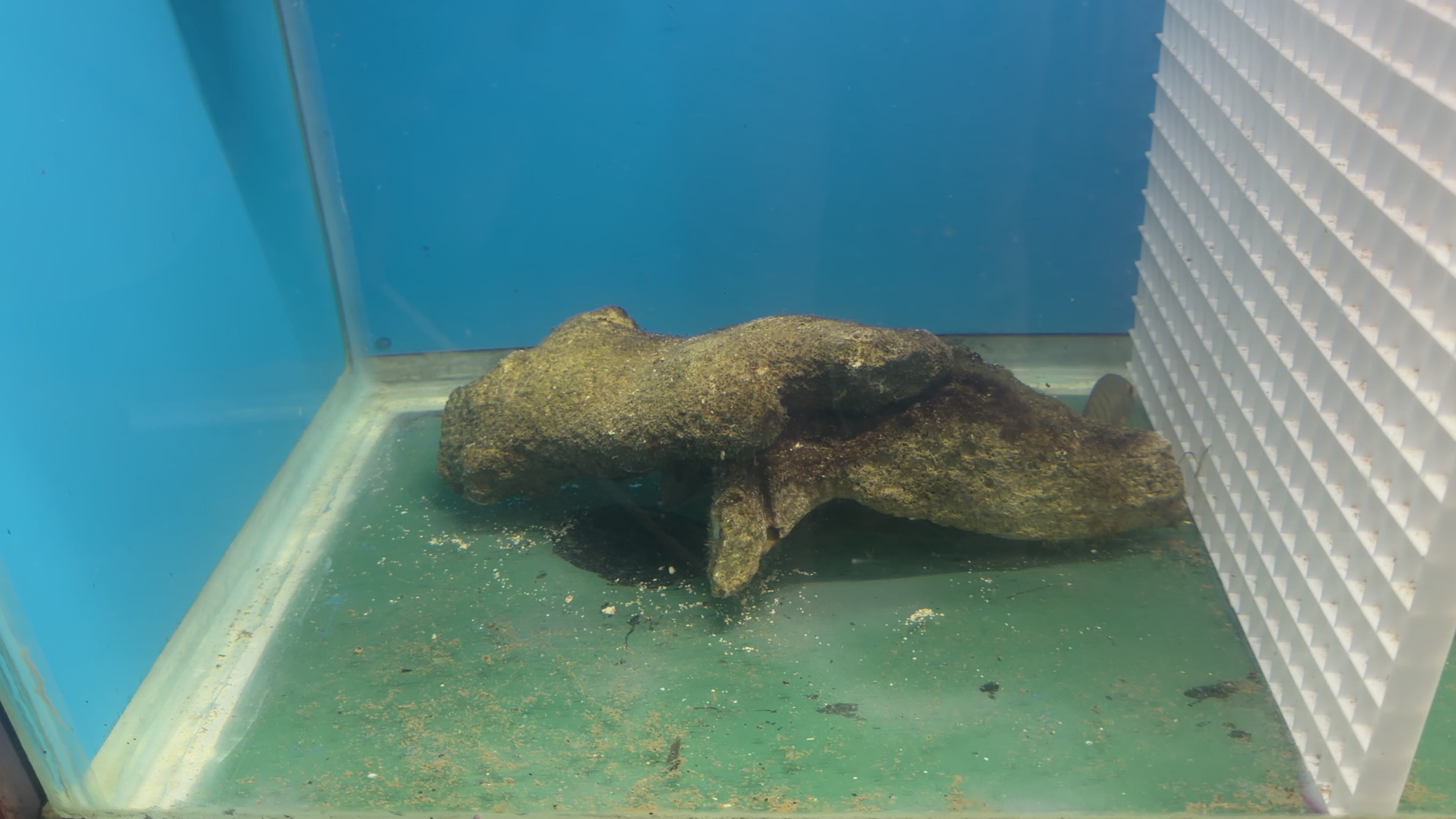 Pez Cirujano Mímico Eibli (Acanthurus tristis)/ Eibel Mimic Tang