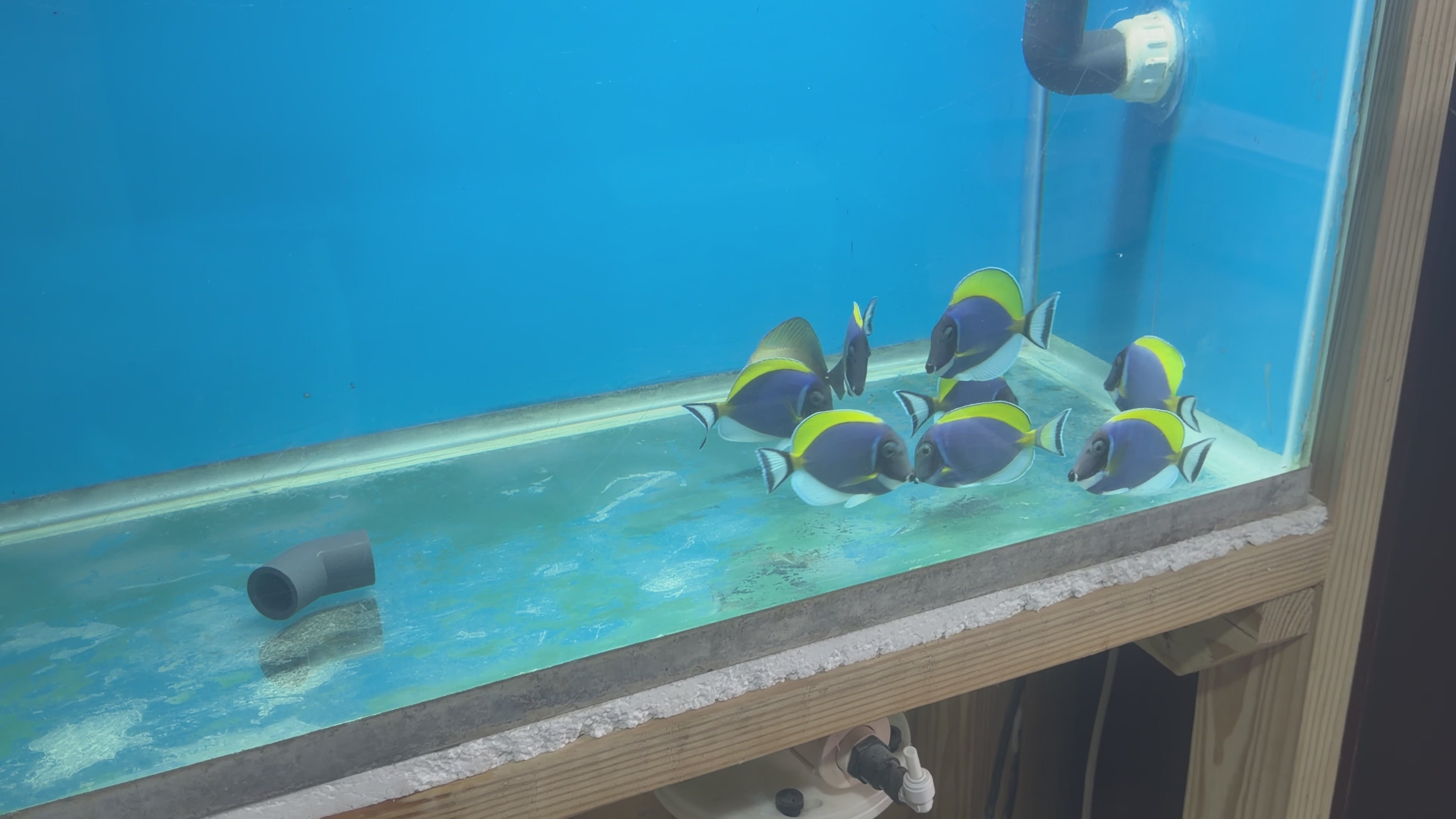 Pez Cirujano Azul de Polvo (Acanthurus leucosternon) / Powder Blue